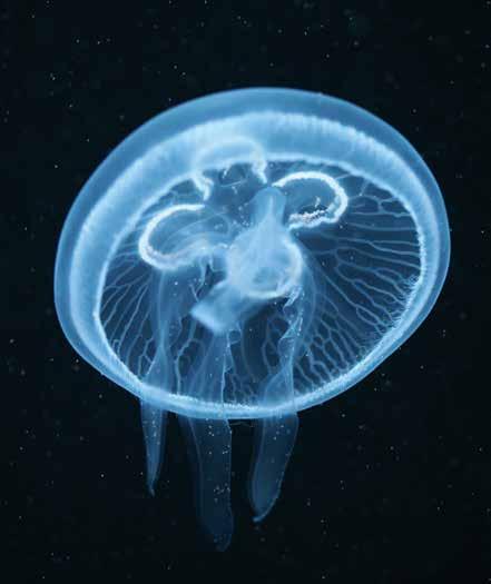 These jellies prefer cold to cool water. They do well at room temperatures that would turn most corals into driveway gravel.