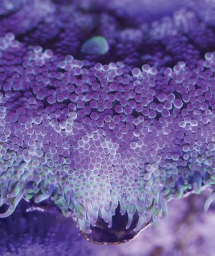 The primary problem with maintaining medusae in perpetuity is having a successful stock of medusa-producing polyps. The methodology for keeping Aurelia has been mastered.