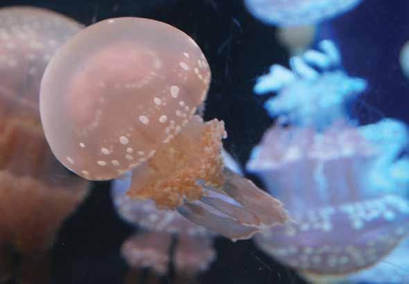Yoshida noted that Moon Jellies require better water quality than the other species listed.