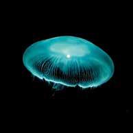 While there are zero concerns about sustainable harvest jellyfish populations are increasing worldwide and even achieving nuisance status in many places costeffective, reliable harvest is another