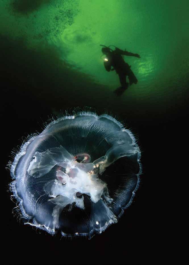 Diver and Moon Jellyfish (Aurelia aurita) off the coast of British Columbia, Canada.