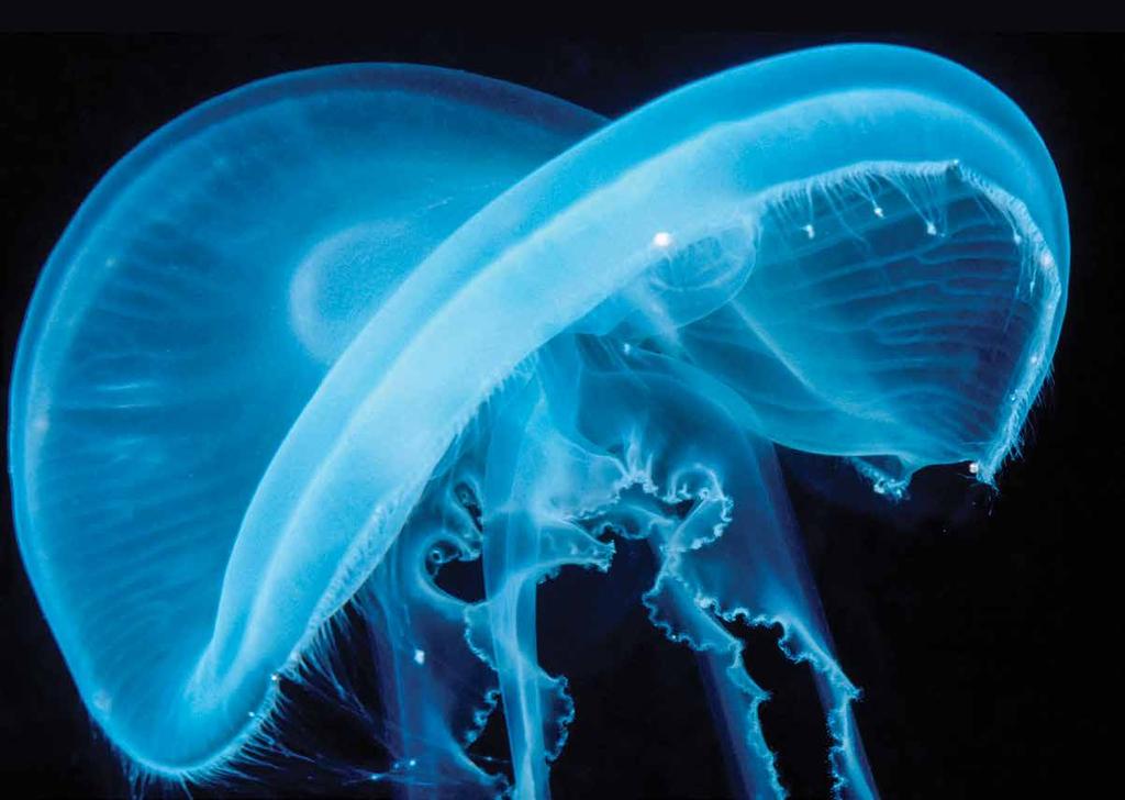 A Moon Jellyfish, Aurelia aurita. Note the tentacles fringing the edge of the bell, all bearing stinging nematocysts. This species is generally harmless to humans.