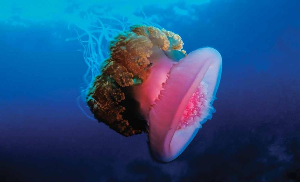 The Crown Jellyfish, Cephea cephea, a highly variable species, in the Andaman Sea, Thailand. COPYRIGHT ELEONORA DE SABATA/SEAPICS.