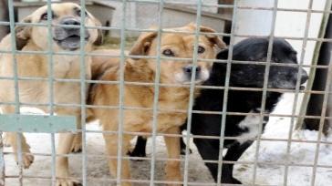 their dogs from puppy farms or bad breeders 4 37 I was concerned that other channels may
