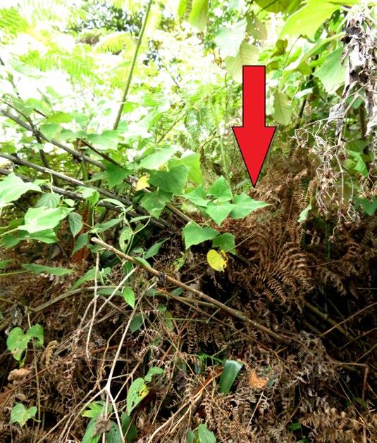 Figura 3. Speckled Chachalaca (Ortalis guttata) nest location.