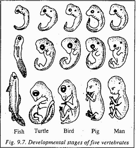 parts of the ear and throat in humans. Compara3ve embryology of vertebrates supports evolu3onary theory.