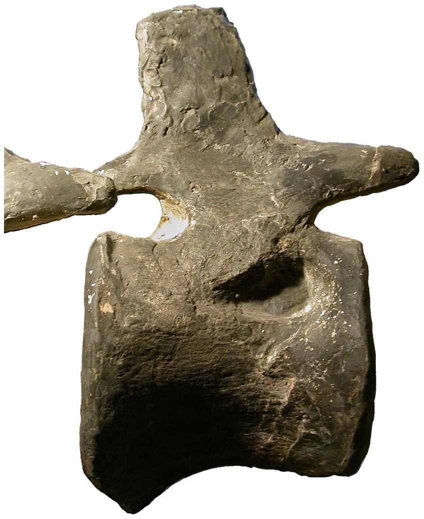 Figure 10. An isolated pneumatic fossa is present on the right side of caudal vertebra 13 in Apatosaurus excelsus holotype YPM 1980.