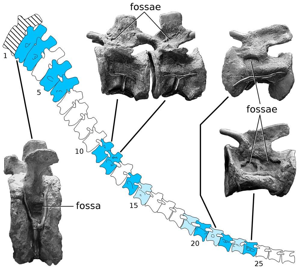Table 2. Caudal vertebrae of Giraffatitan in the Museum für Naturkunde Berlin personally examined by us in this study. Specimen Field # Caudal # Pneumatic? Fossae and Foramina MB.R.