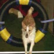 The Podengo is a hardy, intelligent and lively breed, excelling at agility and making fine companions.