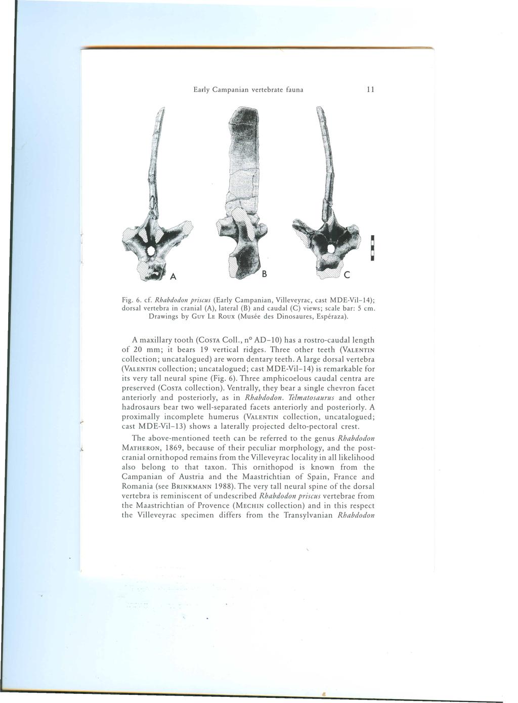 Fig. 6. cf. Rhabdodon priscus (Early Campanian, Villeveyrac, cast MDE-Vil-14); dorsal vertebra in cranial (A), lateral (B) and caudal (C) views; scale bar: 5 em.