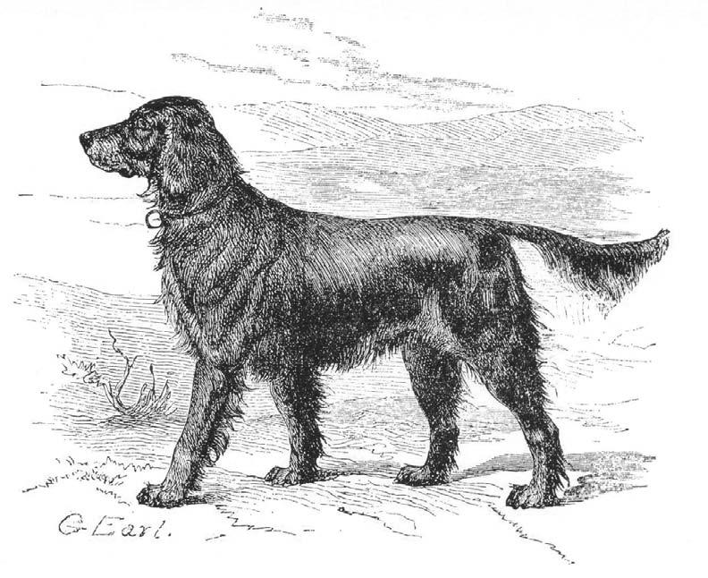 The Gordon Setter in The Dog by Stonehenge (1872). picting a black-and-tan setter in Sydenham Edwards Cynographia Brittannica (1805).