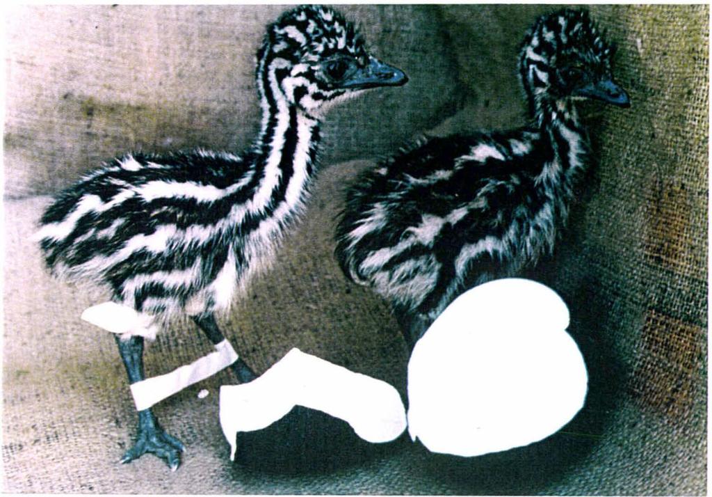 Emu Twins 112 Plate 6.1 Two day old twin emu chicks hatched from a single egg in 1994 at Colyton, New Zealand.
