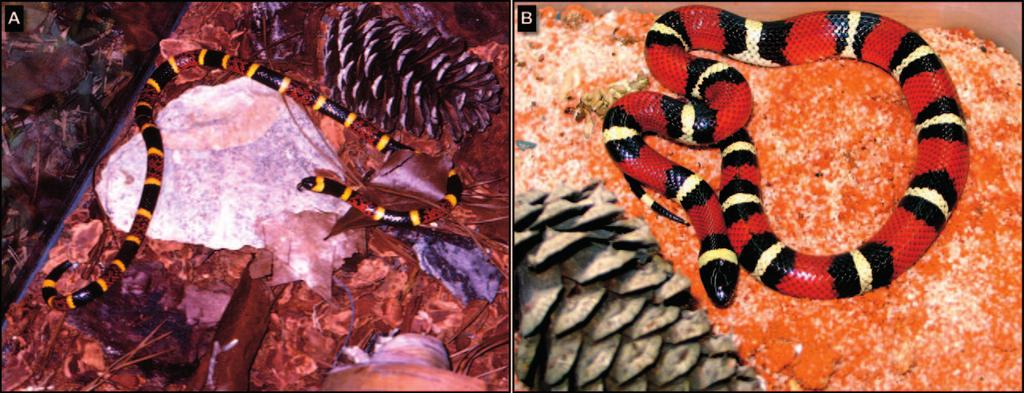 Venomous Snakes in Disasters 257 Figure 5. A coral snake and a harmless mimic. A. Texas coral snake (Micrurus tener) (Galveston County, TX).