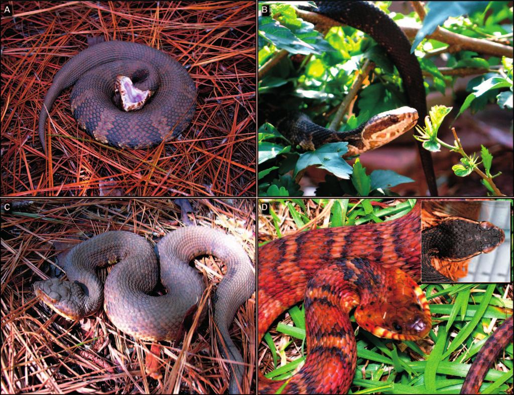 248 Wozniak, Wisser, and Schwartz Figure 1. Illustrations of the 3 cottonmouth subspecies in comparison with a potential mimic, the southern water snake (Nerodia fasciata). A.