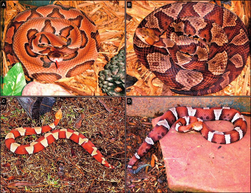250 Wozniak, Wisser, and Schwartz Figure 2. North American copperheads native to different regions of the hurricane strike zone. A. Southern copperhead (Agkistrodon c contortrix). B.