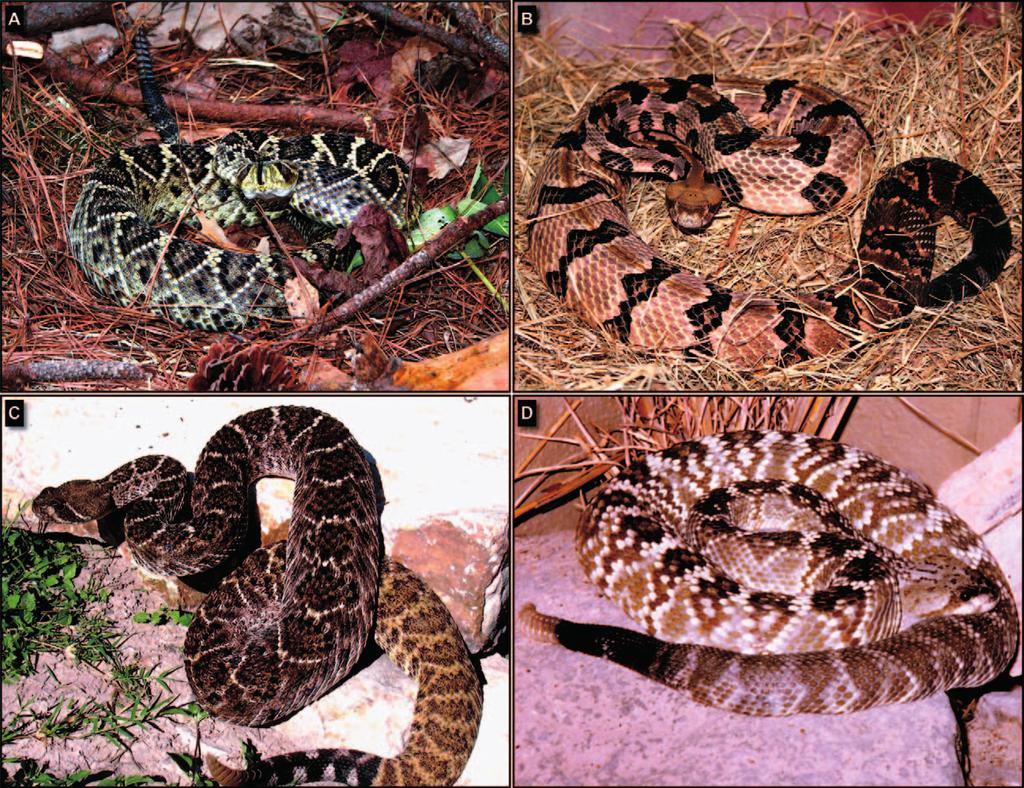 252 Wozniak, Wisser, and Schwartz Figure 3. The 4 larger species of rattlesnakes native to the hurricane strike zone of North Am