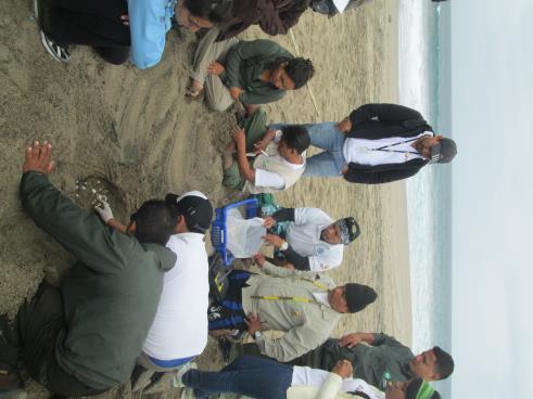Pacoche, and El Pelado beaches and consisted of a training program and planning for nesting sites monitoring, as well as the implementation of mitigation measures for the anthropogenic impacts faced