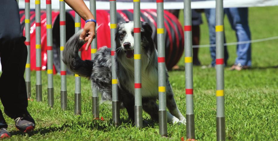 Level 3 ten to fourteen obstacles Performed off leash Dog walk (4 feet) Single bar jumps Panel jump Pause table A-frame (5-foot) Open tunnel Closed tunnel Tire jump Broad jump Double bar jump Note: