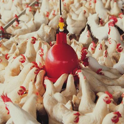 Bell Drinkers for Breeders Plasson makes the world's most reliable poultry drinkers - the "standard of the industry".