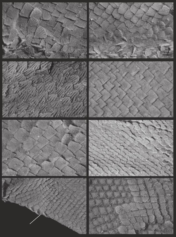 Gladiobranchus redescription A B C D E F G H prp. Fig. 11. Body and fin scales of Gladiobranchus probaton Bernacsek & Dineley, 1977: A, transitional scales near the anal fin-web (UALVP 3?