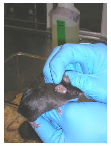 5. Rodent Identification: In addition to the primary cage card, rodents may