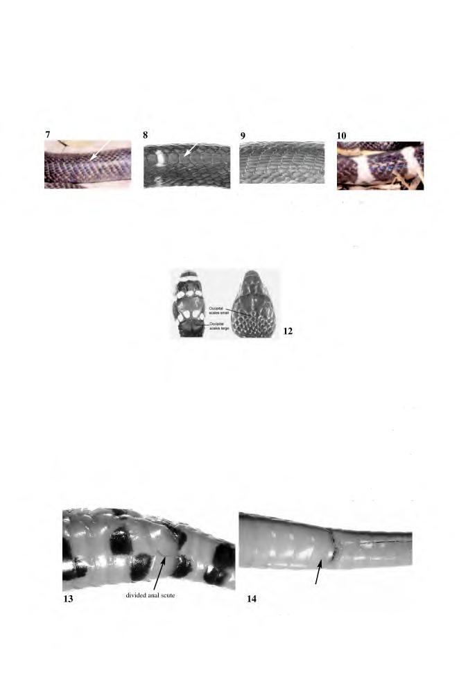 414 PROCEEDINGS OF THE CALIFORNIA ACADEMY OF SCIENCES Volume 54, No. 24 4a. Scales on sides of body obliquely arranged (Fig.