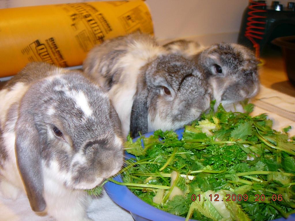 B unny uddies Rabbit Care Guide INTRODUCTION Bunny Buddies is a 501(c)(3) not-for-profit organization, primarily serving the Greater Houston area.
