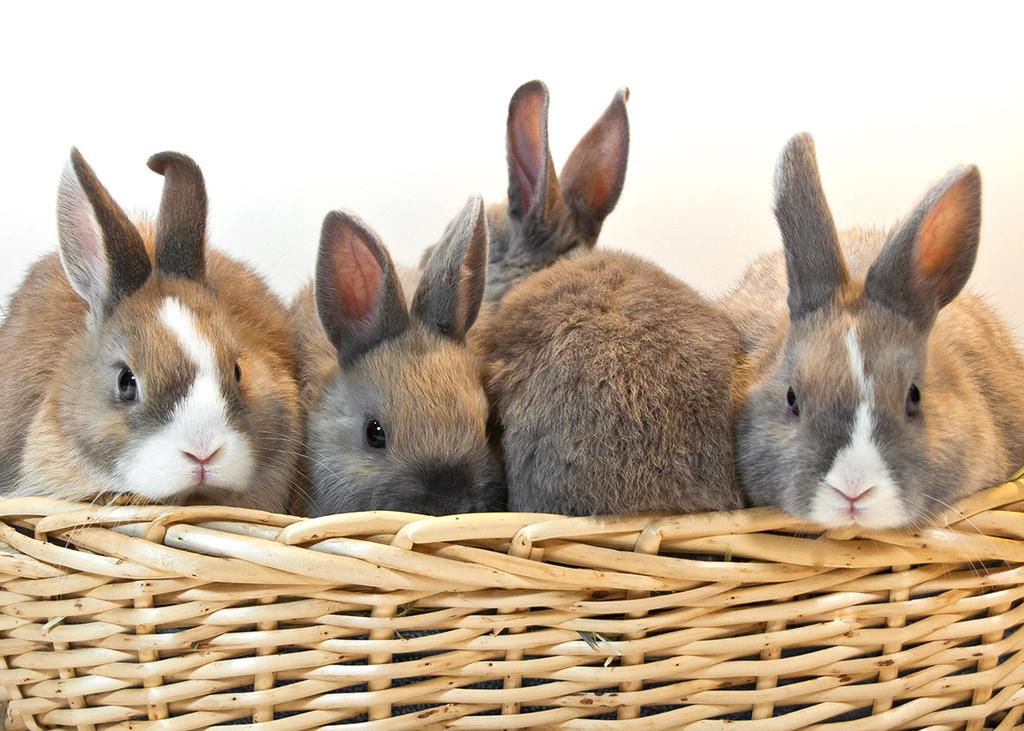 HEY, WHAT S ONE MORE? MULTIPLE RABBIT HOUSEHOLDS Rabbits are extremely social animals. Wild European rabbits from which domestic rabbits descended live in large groups.