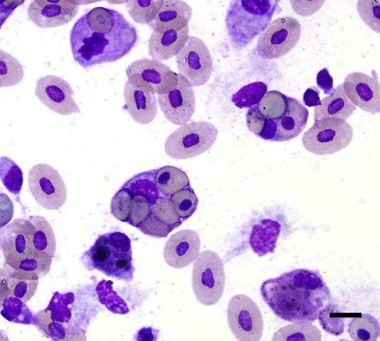 Macrophages are occasionally observed in the blood of clinically normal reptiles. Wright- Giemsa, bar 5 10 mm.