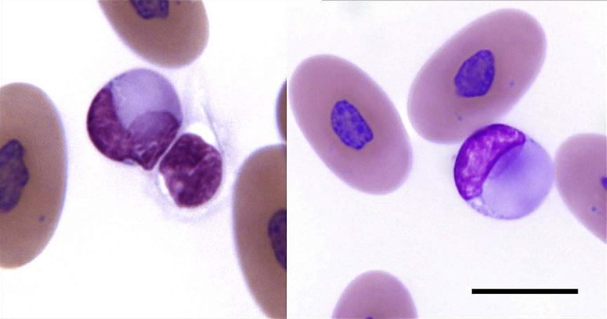 100 Stacy et al Author's personal copy peripheral monocytes of emerald tree boas with pneumonia (as observed by the authors and confirmed by PCR).