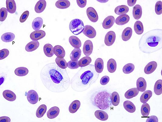 102 Stacy et al Author's personal copy Fig. 13. Peripheral blood from an eastern indigo snake (Drymarchon corais couperi) with Hepatozoon sp infection.