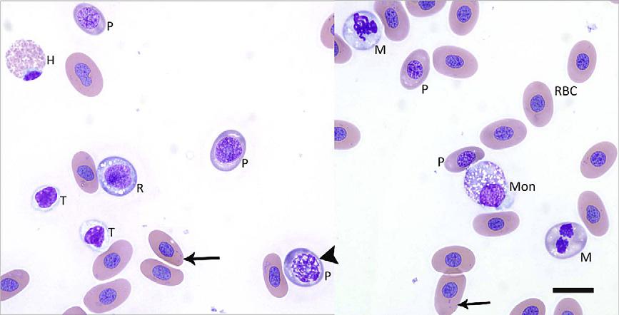 90 Stacy et al Author's personal copy Fig. 2. Peripheral blood from a green sea turtle (Chelonia mydas) with anemia (PCV 5 12%) and evidence of erythroid regeneration.