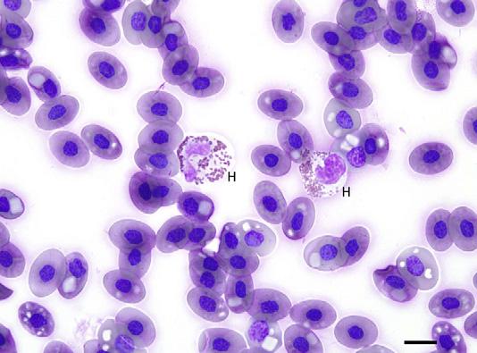 H, heterophil; M, mitotic figures in erythroid cell line; Mon, reactive monocyte; P, polychromatophils; R, rubriblast; T, thrombocytes. Wright-Giemsa, bar 5 10 mm. reticulocytes.