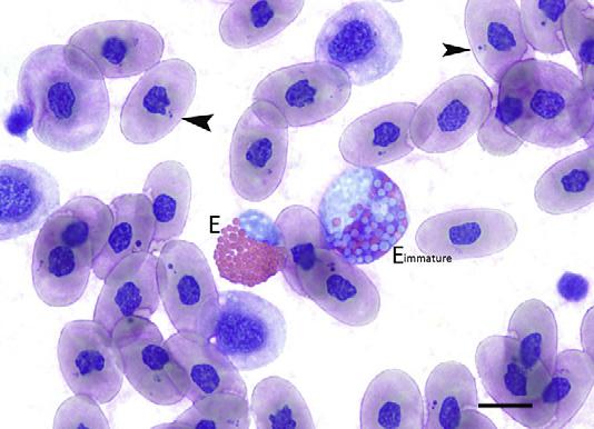 The caiman heterophils also have increased cytoplasmic basophilia and immature nuclei. Wright-Giemsa, bar 5 10 mm. storage, or inappropriate fixation of the blood film.