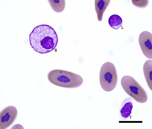 Author's personal copy Diagnostic Hematology of Reptiles 93 admixed with the bright eosinophilic secondary granules (see Fig. 6) and by their larger and more pleomorphic nuclei.