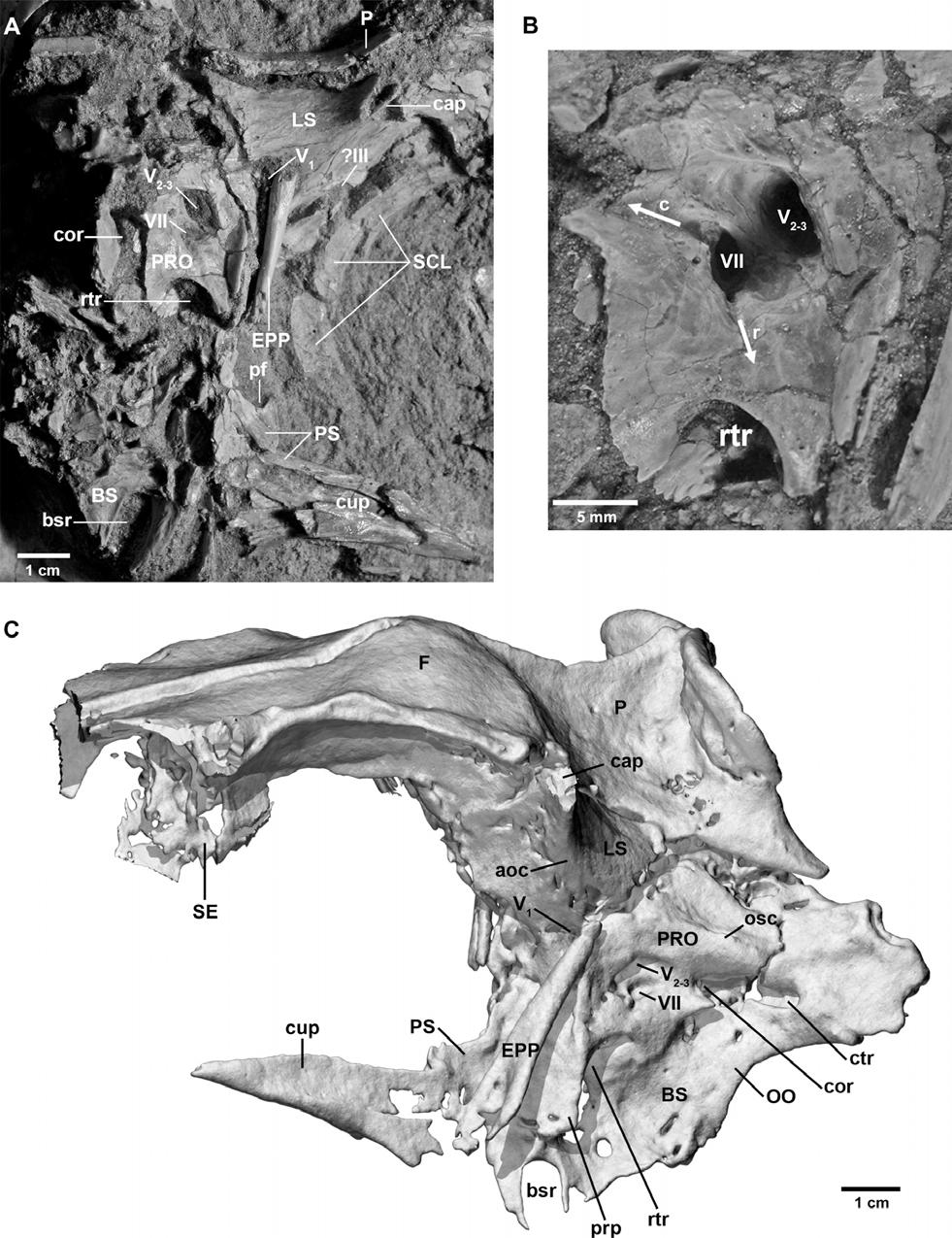 12 JOURNAL OF VERTEBRATE PALEONTOLOGY, VOL. 31, NO. 3, 2011 FIGURE 10. Braincase region of a juvenile Tarbosaurus bataar (MPC-D 107/7).
