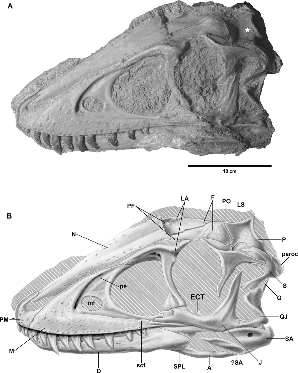 TSUIHIJI ET AL. SKULL OF A JUVENILE TARBOSAURUS 3 FIGURE 2. Skull of a juvenile Tarbosaurus bataar (MPC-D 107/7) in left lateral view.