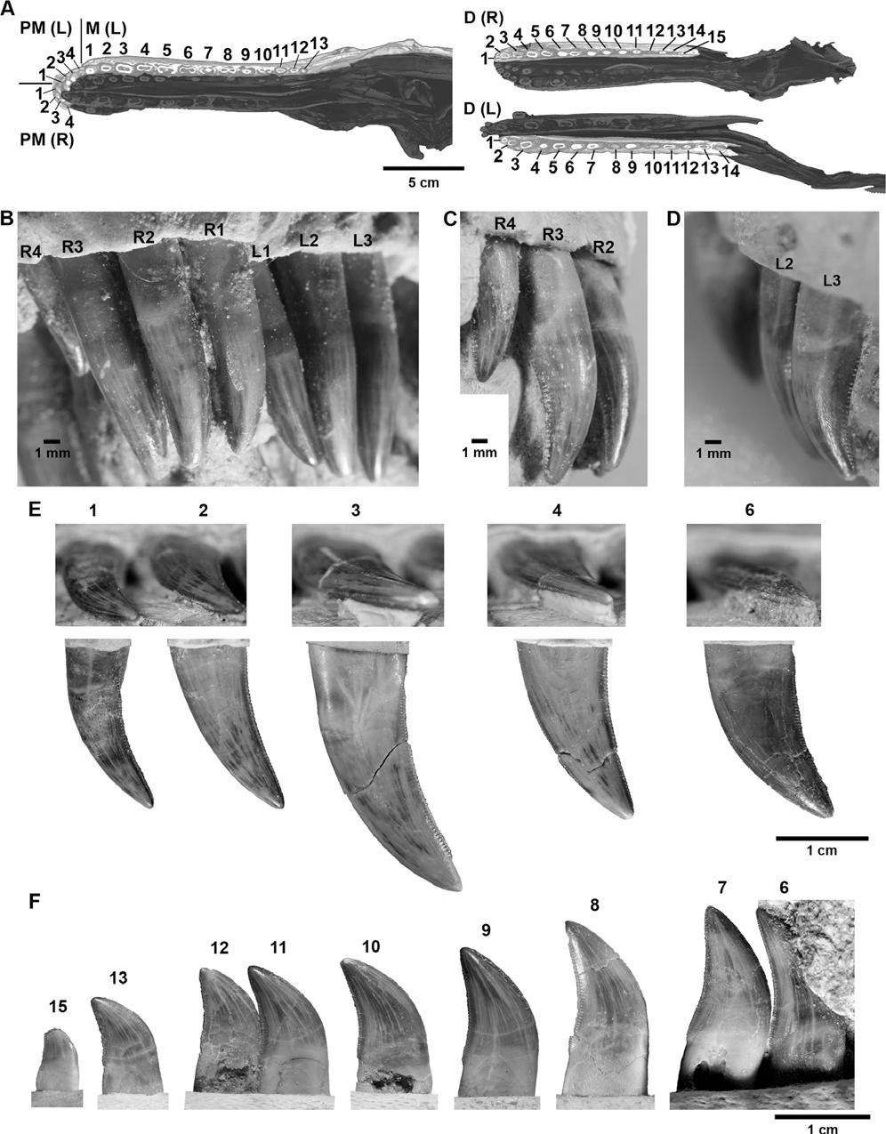 8 JOURNAL OF VERTEBRATE PALEONTOLOGY, VOL. 31, NO. 3, 2011 FIGURE 6. Dental morphology of a juvenile Tarbosaurus bataar (MPC-D 107/7).