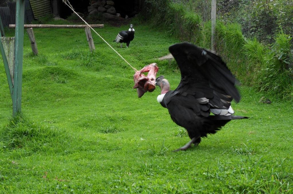 Enrichments for captive Andean Condor (Vultur