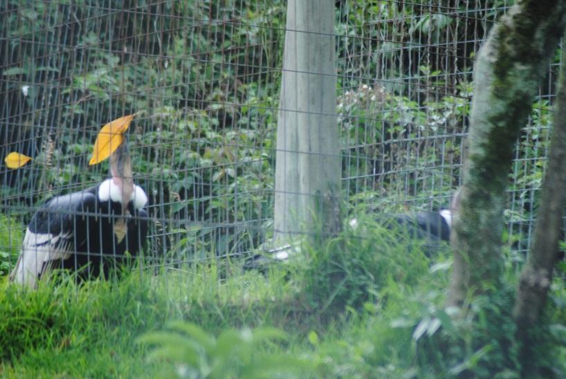 This enrichment didn t show great results. Although all condors get curious about it and come close to it, they neglect it quickly. Fig.13: Rucu interacting with traffic cone.