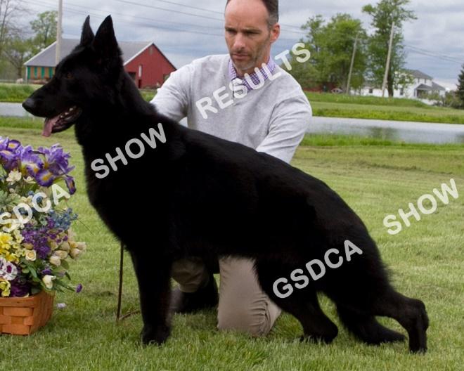 GSDC of Rochester NY Specialty, Saturday, May 13 th 2017 232 AM: 3 rd PM: WB/BOW Madeb's Pretty Little Liar. DN44529801 (CAN).. Bitch. Breeder: Maurice Bartucci & Angela Calvert.