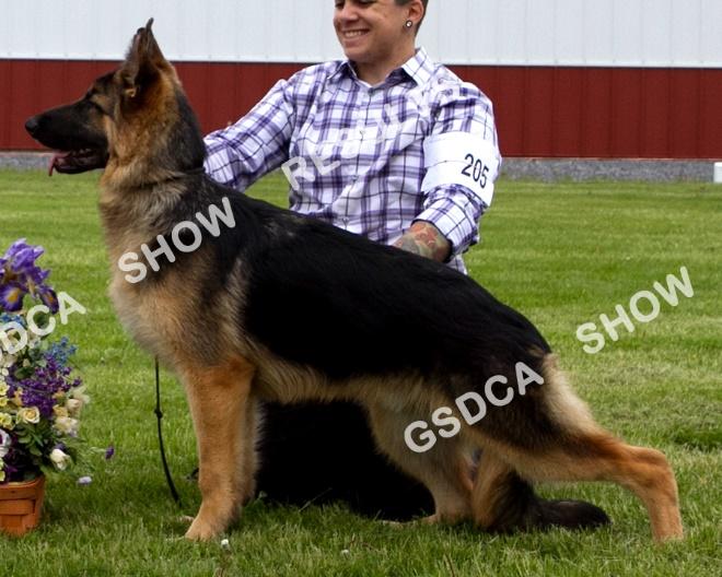 GSDC of Rochester NY Specialty, Saturday, May 13 th 2017 Puppy, 9 Months and Under 12 Months, Dogs 209 AM: BOP PM: 1 st Millertimes I've Made My Decision CGCA TKN. DN46655201. 5/21/2016. Dog. Breeder: Cynthia Miller & Darlene Burrel.