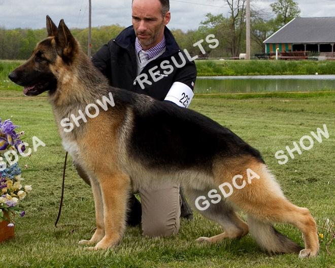 American-Bred, Dogs GSDC of Rochester NY Specialty, Saturday, May 13 th 2017 219 AM: 2 nd PM: RWD GSDStyle Colby Hau's Count Down To Trouble. DN42575302. 4/3/2015. Dog. Breeder: L & S Colby, S & P Roda.