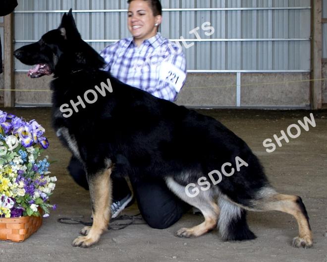 DN44355601. 10/3/2015. Dog. Breeder: Donna Calabrese, Joe Beccia Leslie Beccia. By: GCH Rising Sun Bunker X Signature's Macataya. Owner: Alison Barnes. Agent: Liv Calabrese.