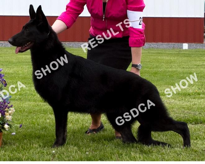 GSDC of Rochester NY Specialty, Saturday, May 13 th 2017 BITCHES Puppy, 6 Months and Under 9 Months, Bitches 206 AM: BP PM: BOP Peakes Brook Amazing Angel. DN47157709. 9/2/2016. Bitch. Breeder: Rebecca Little.