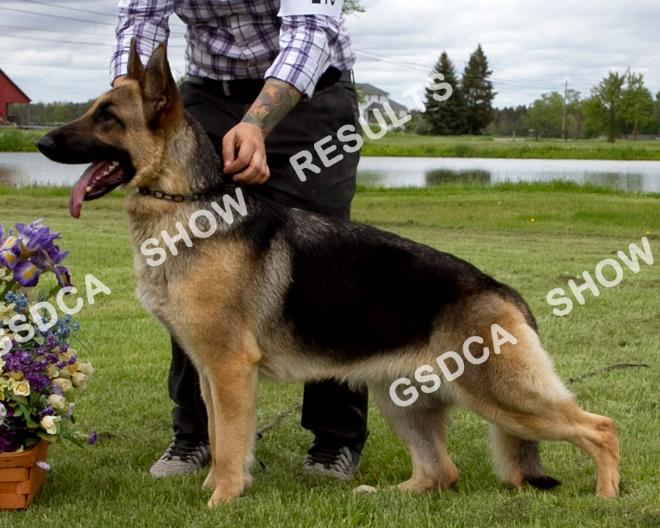 GSDC of Rochester NY Specialty, Saturday, May 13 th 2017 216 AM: 1 st PM: RWB Beauchien's Traveling Gal STAR. DN44755301. 11/24/2015. Bitch. Breeder: Darcy & Diane Rombough.