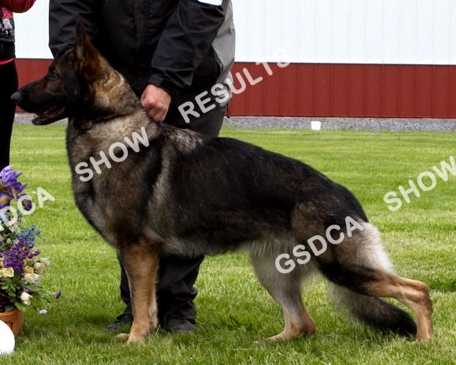 GSDC of Rochester NY Specialty, Saturday, May 13 th 2017 226 AM: 1 st PM: 1 st Kysarah-Sholan's Shake It Off v GretchAnya. DN41768101. 1/30/2015. Bitch. Breeder: Frank De Bem & Michael & Casey Huff.