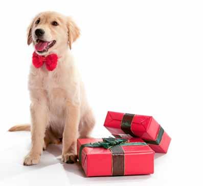 CANINE COURIER NEWSLETTER NOVEMBER 2011 6 A Time of Giving Stumped as to what to buy for the person that has everything this holiday? Looking for an original and selfless gift to give?