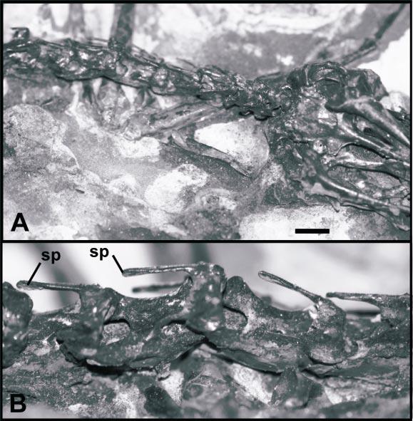 6 AMERICAN MUSEUM NOVITATES NO. 3491 Fig. 3. MGUH 26770, close-up views of cervical vertebrae (A, B), lateral sides (sp, spinous processes). Scale bar is 10 mm.
