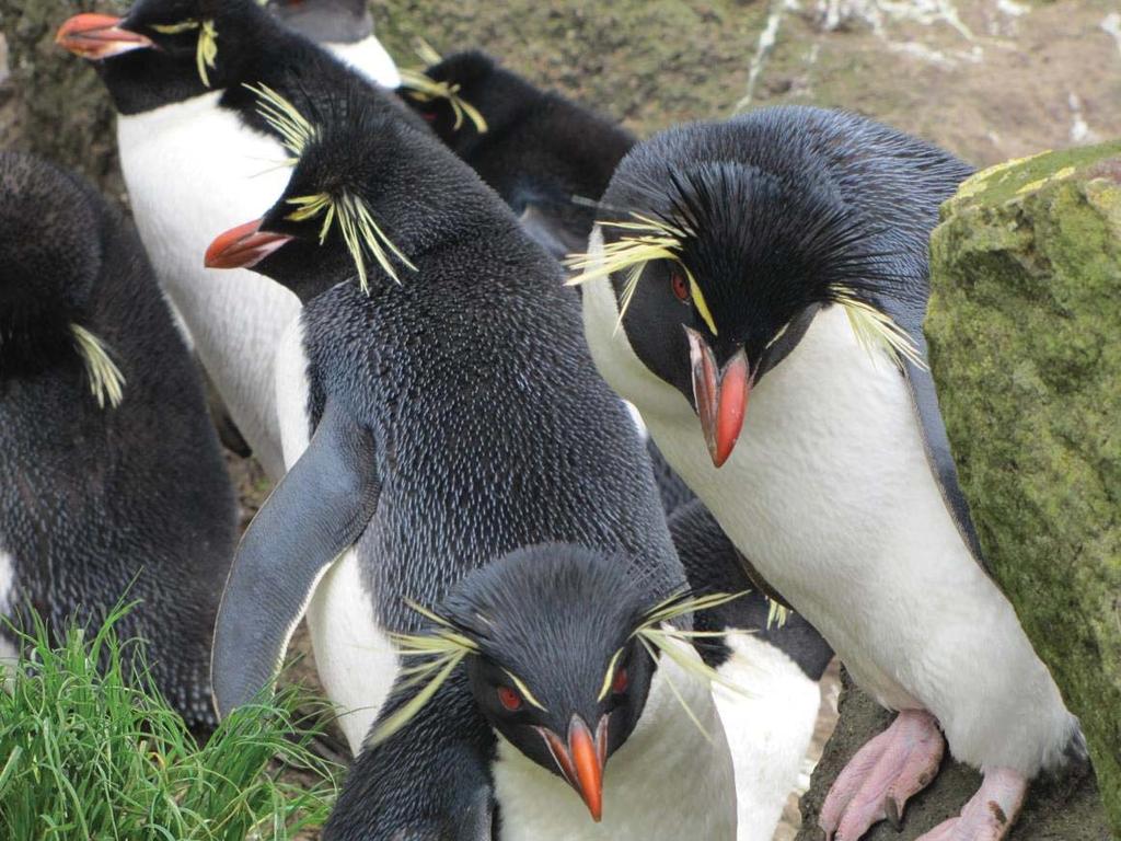 Chapter 4 CANALIZED PARENTAL ROLES CONSTRAIN THE ABILITY OF EASTERN ROCKHOPPER PENGUINS TO COPE WITH